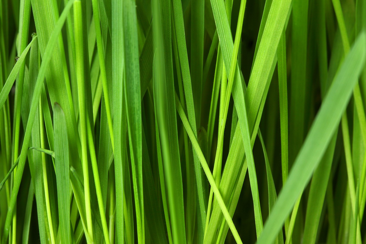 Image - abstract background floral grass