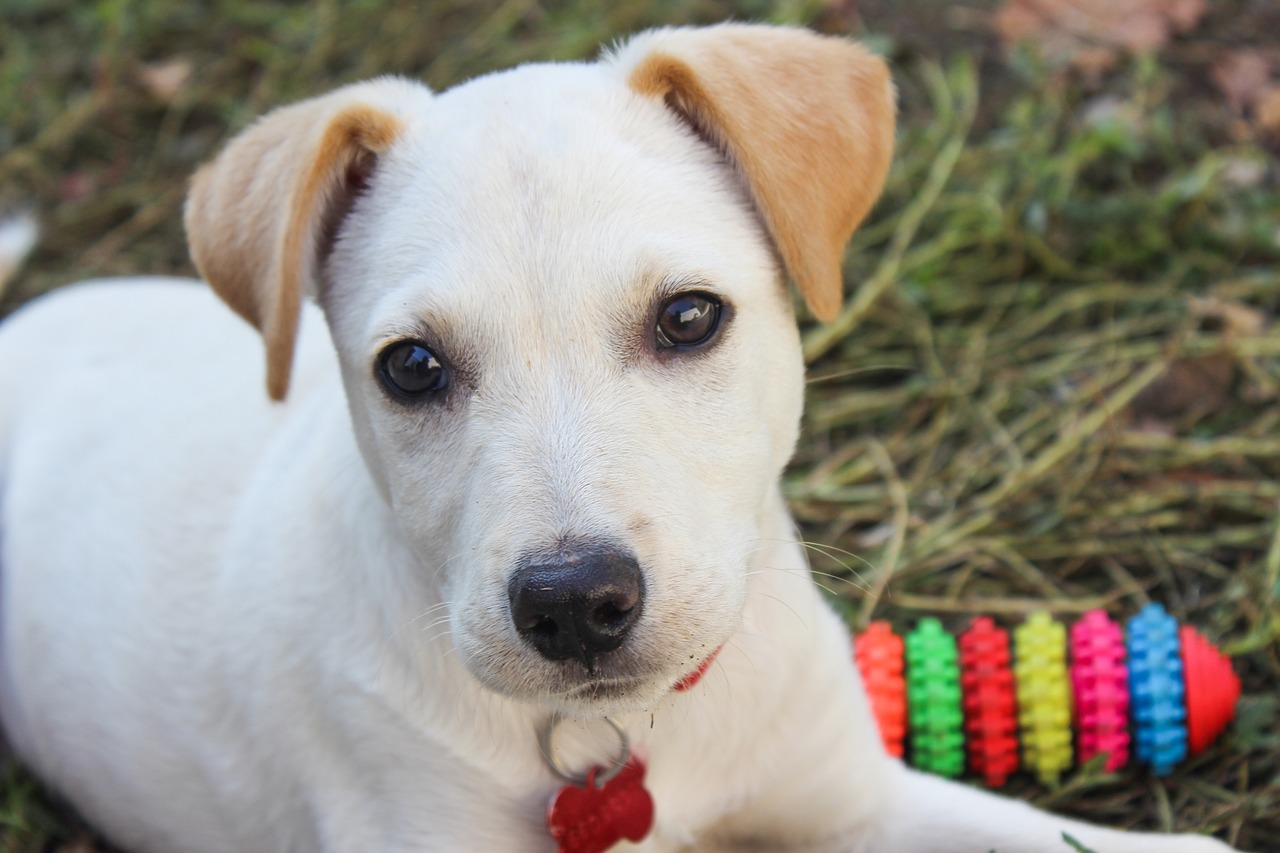 Image - dog face animal puppy white eyes