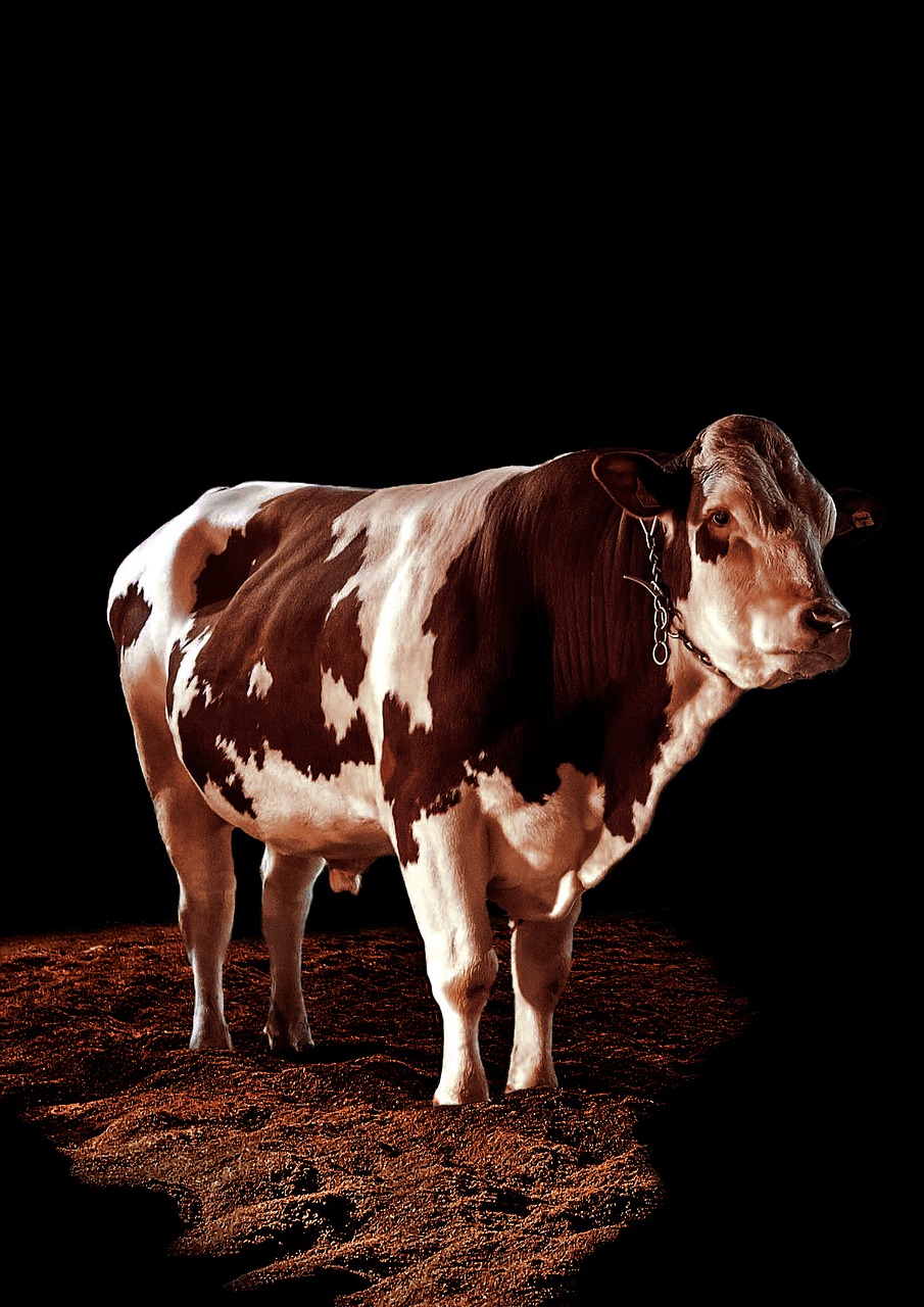 Image - bull beef spotlight agriculture