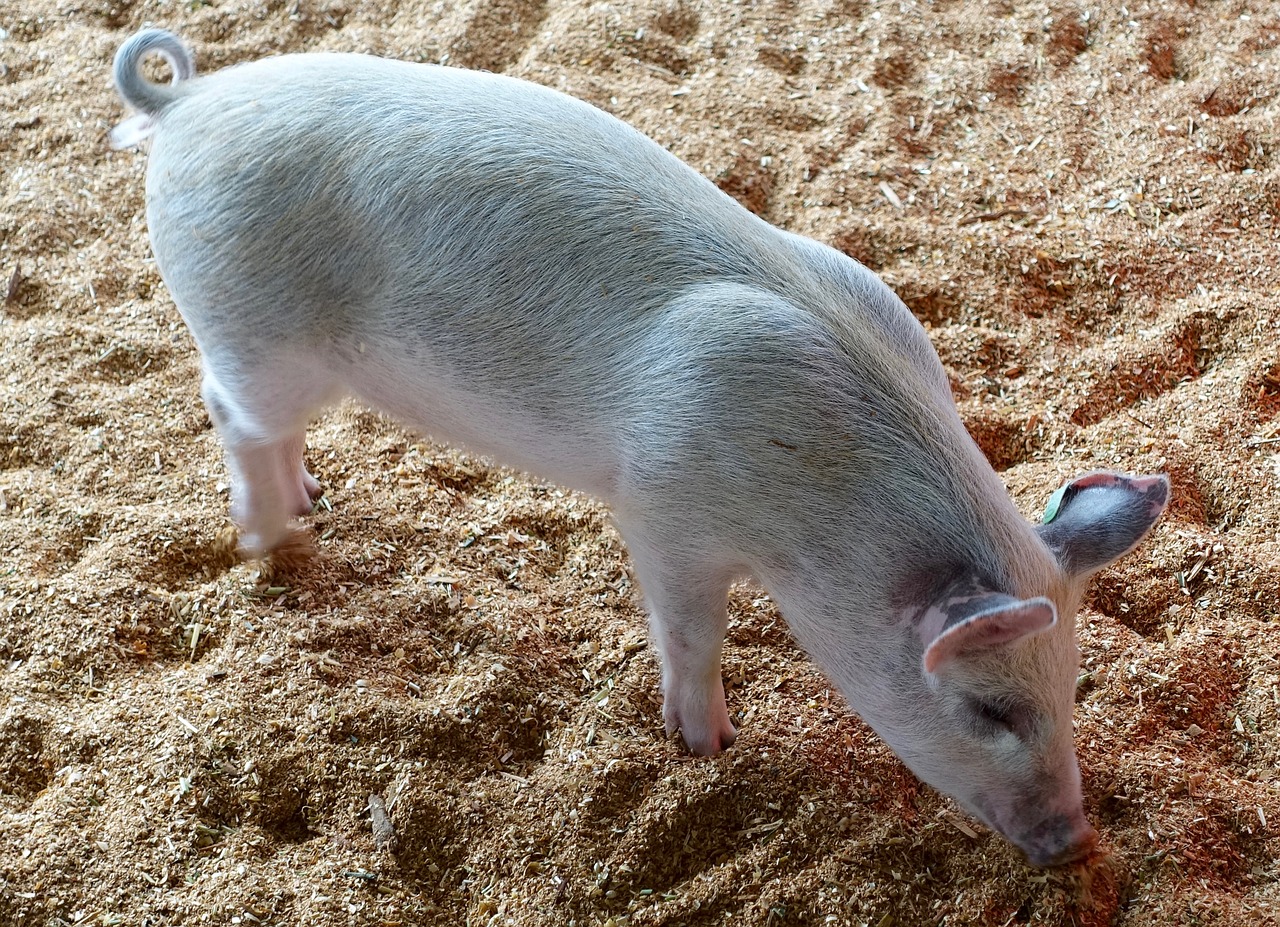 Image - pig animal cute piglet livestock