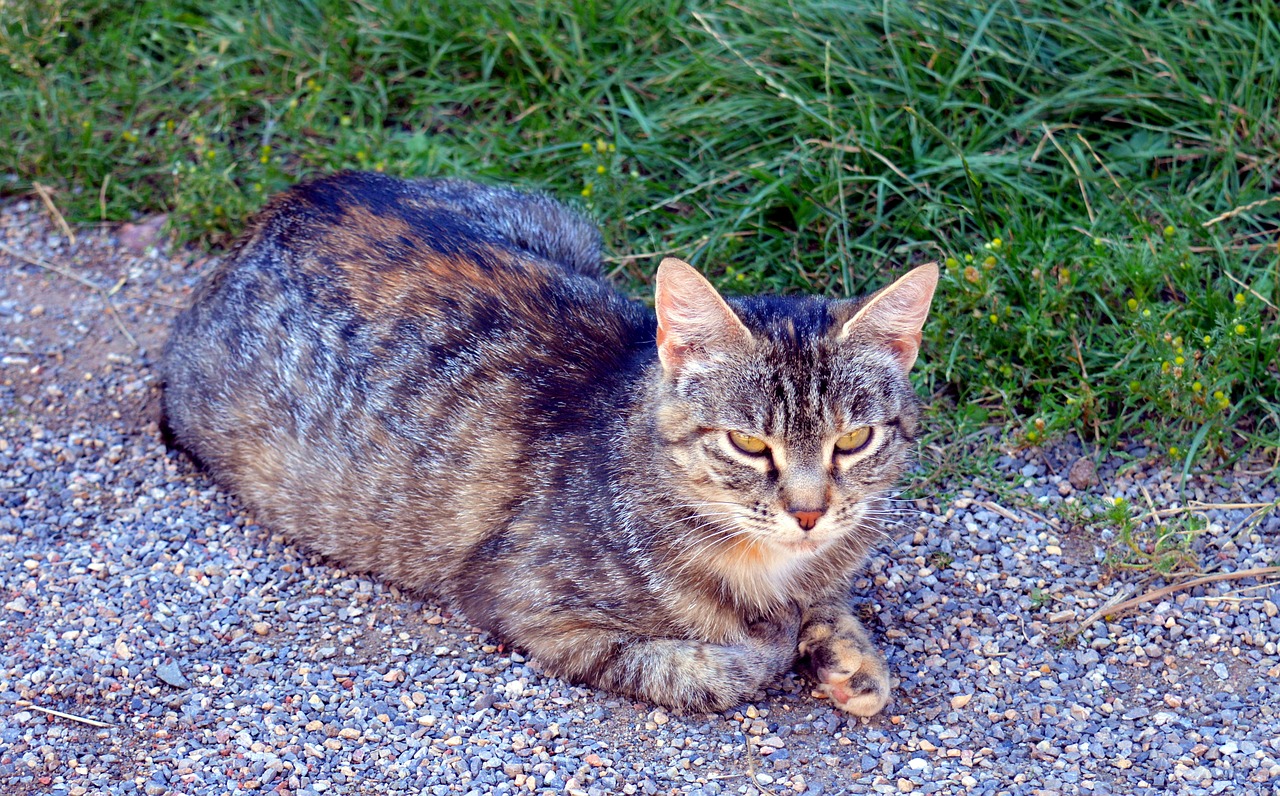 Image - cat striped mackerel pet mieze