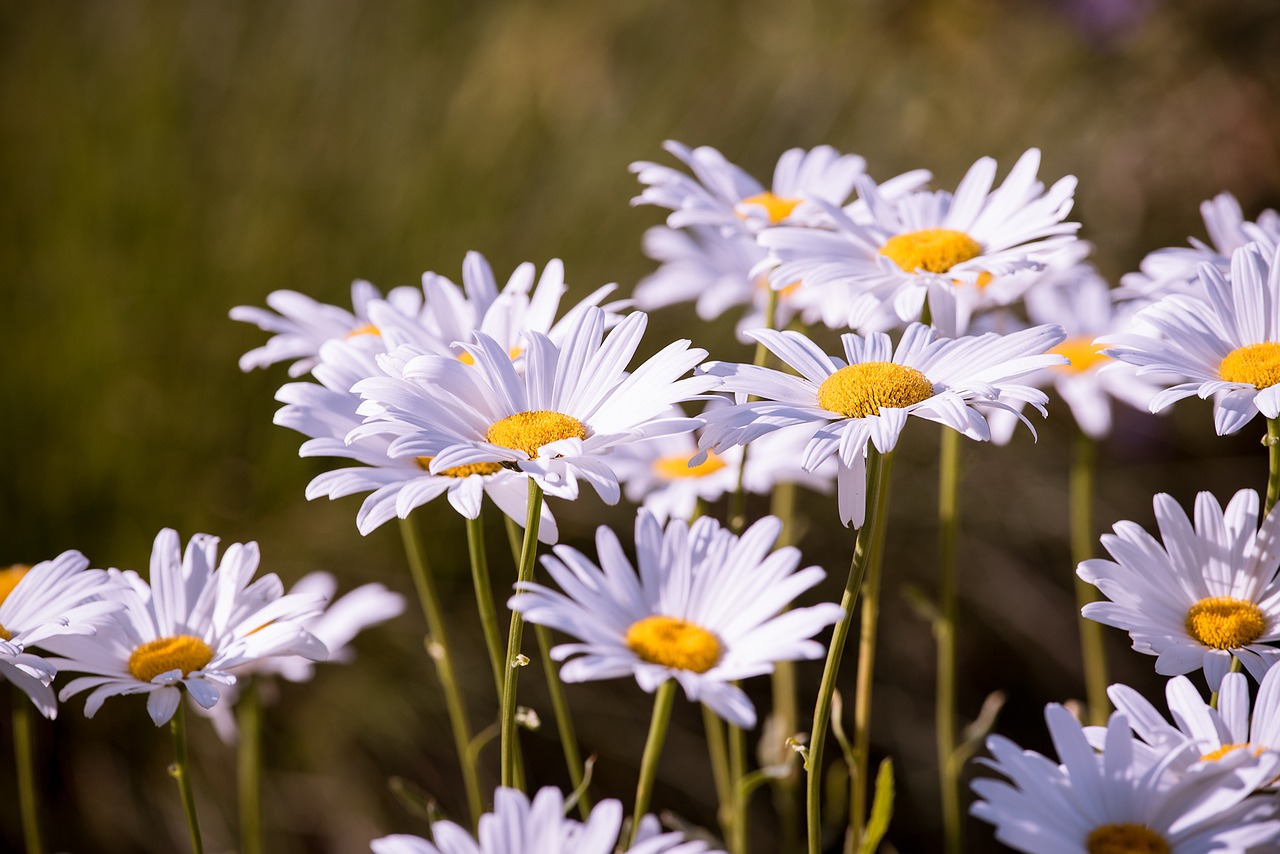 Image - marguerite meadow marguerite meadow