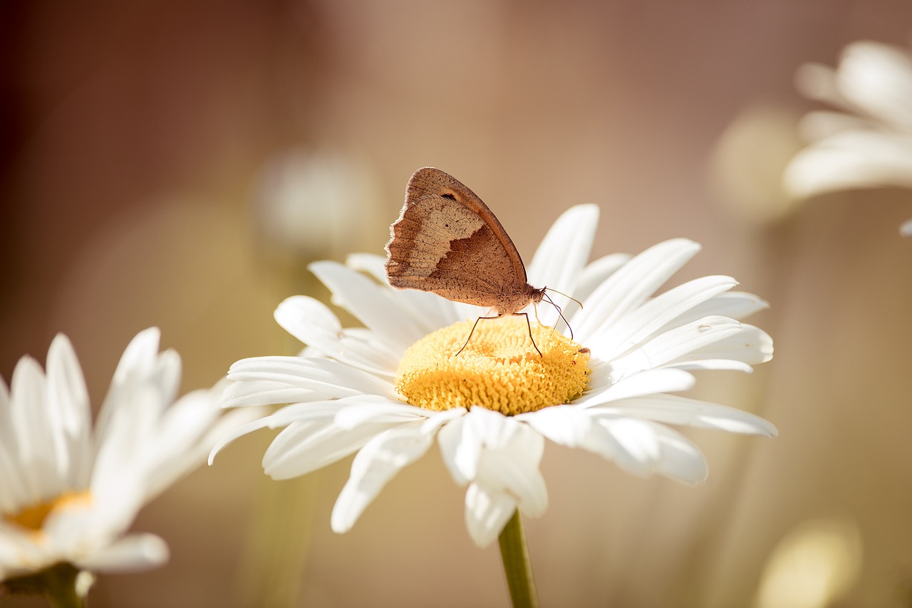 Image - marguerite flower white