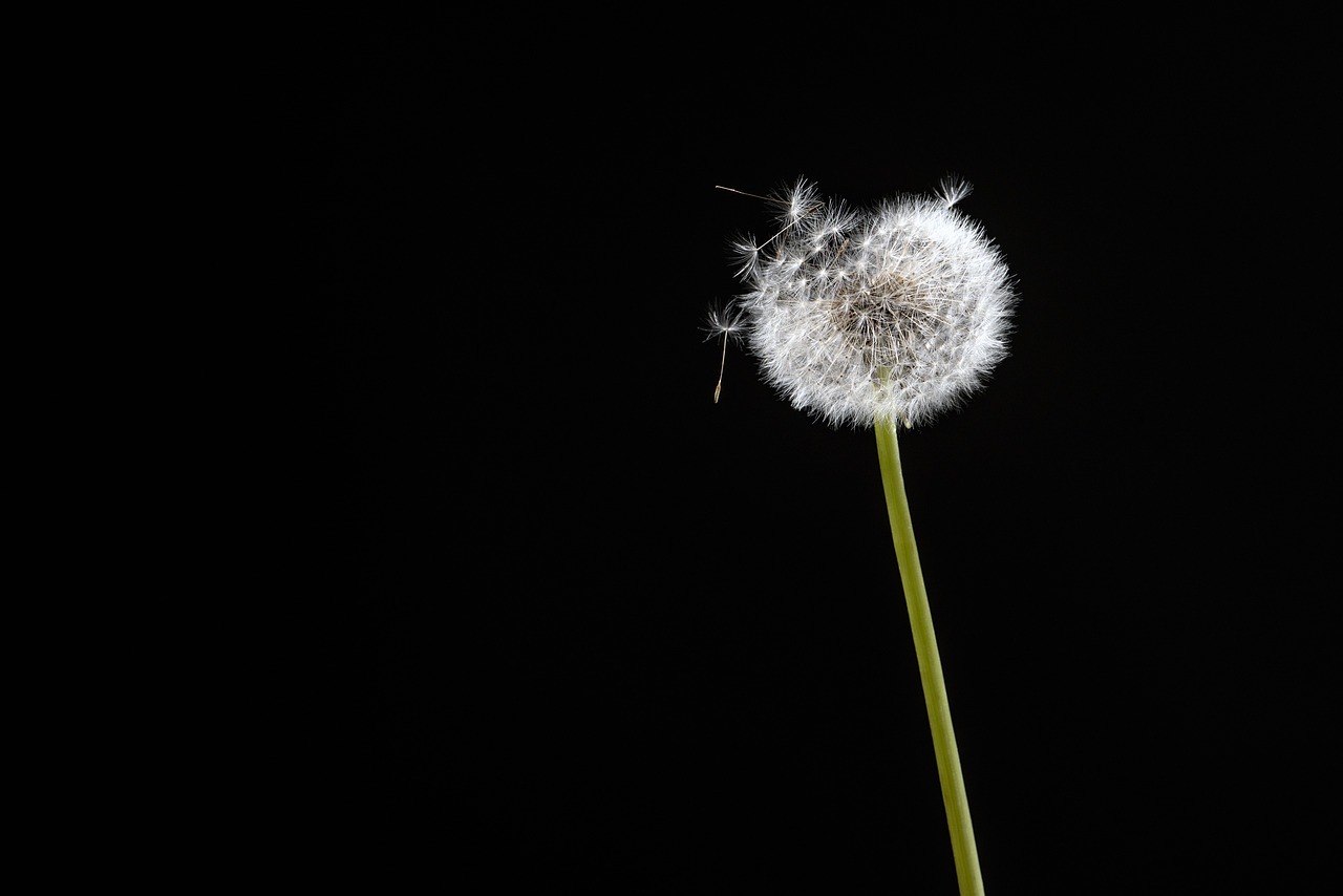 Image - black flower dandelion wind