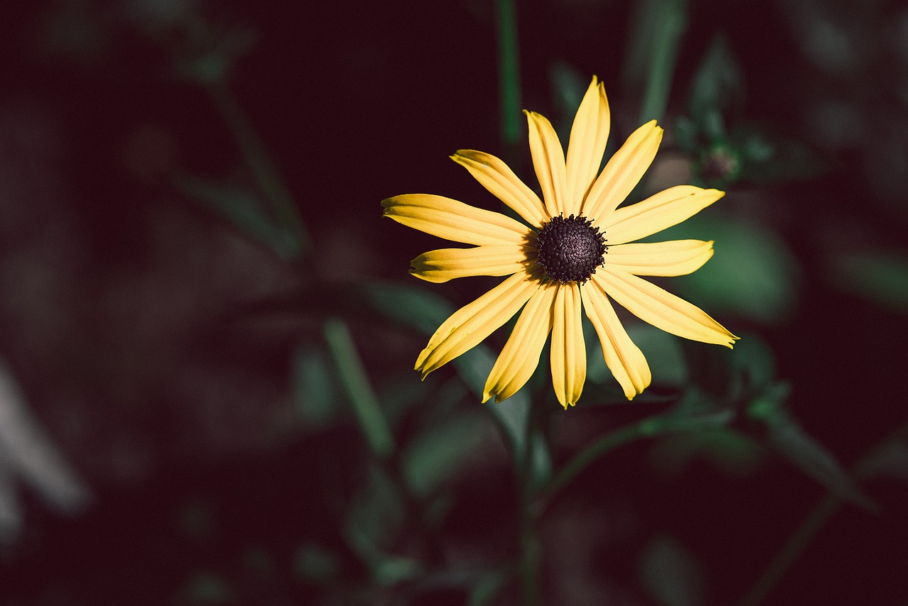 Image - flower sun hat yellow yellow flower