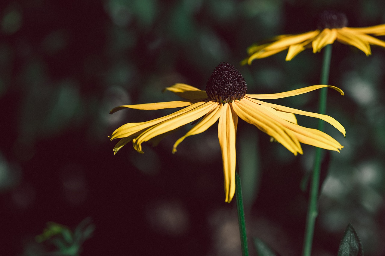 Image - flower sun hat yellow yellow flower