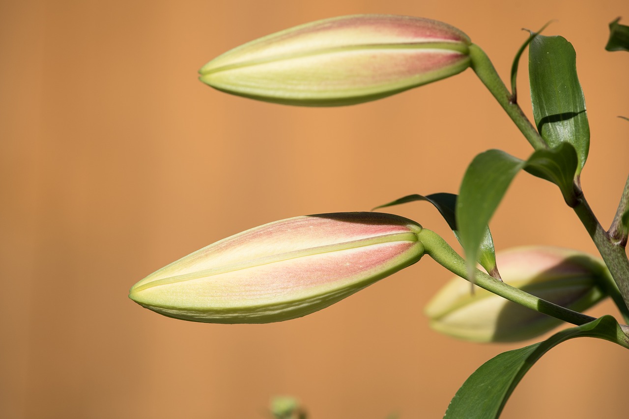 Image - lily bud plant flower nature