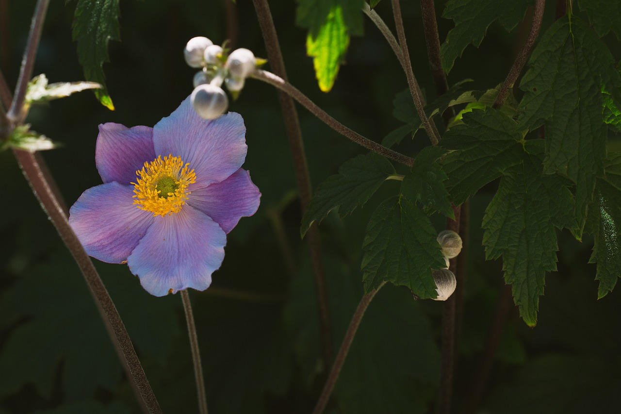 Image - anemone fall anemone blossom bloom