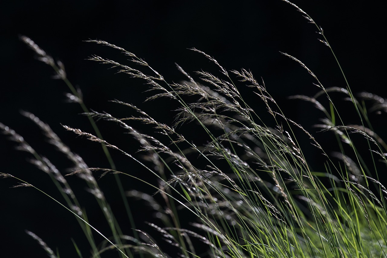Image - grasses grass meadow nature green