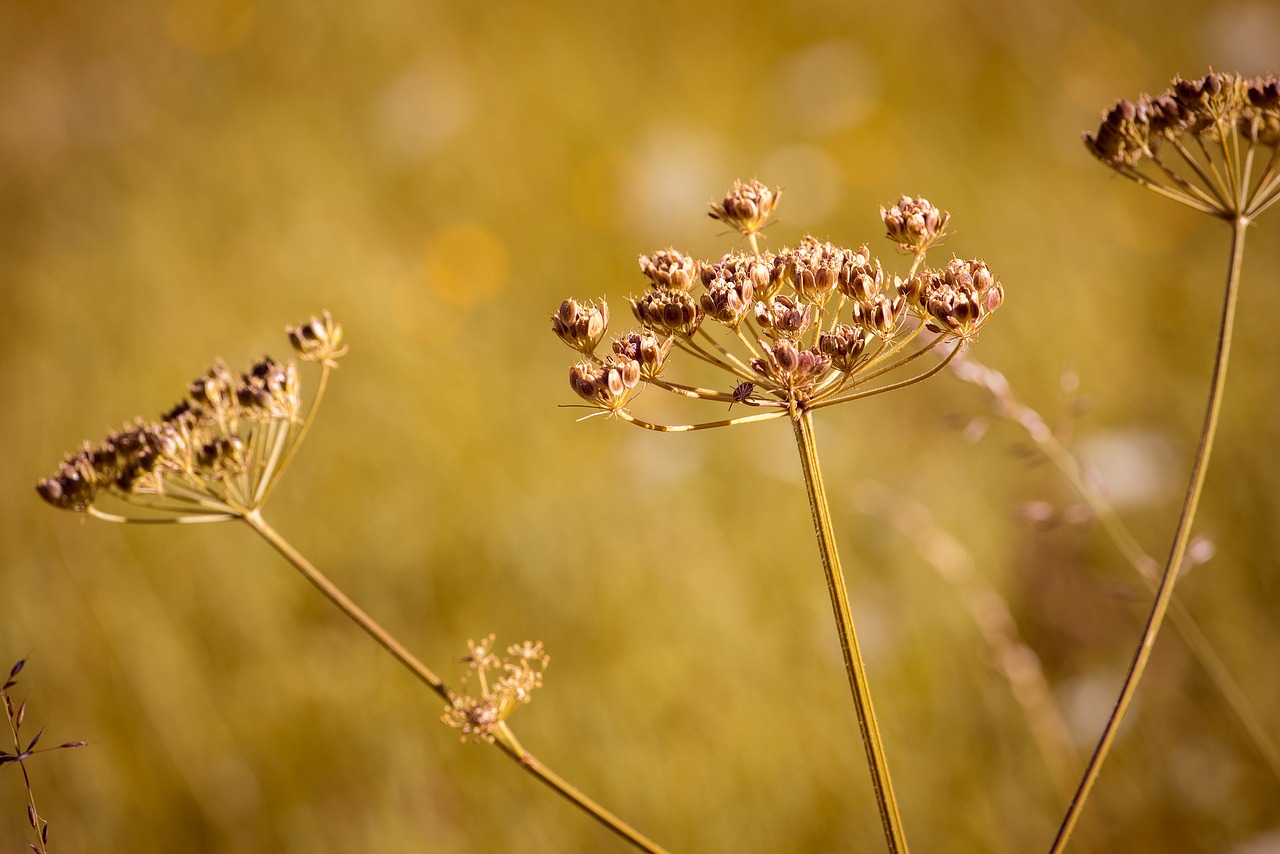 Image - hogweed plant meadow summer seeds