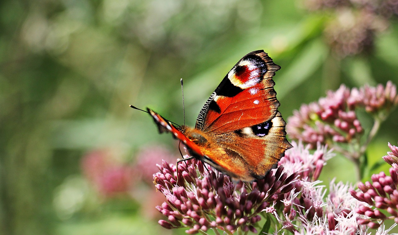 Image - peacock butterfly butterfly insect