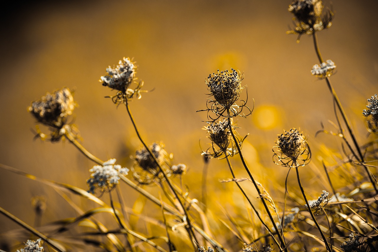 Image - wild carrot blossom bloom white