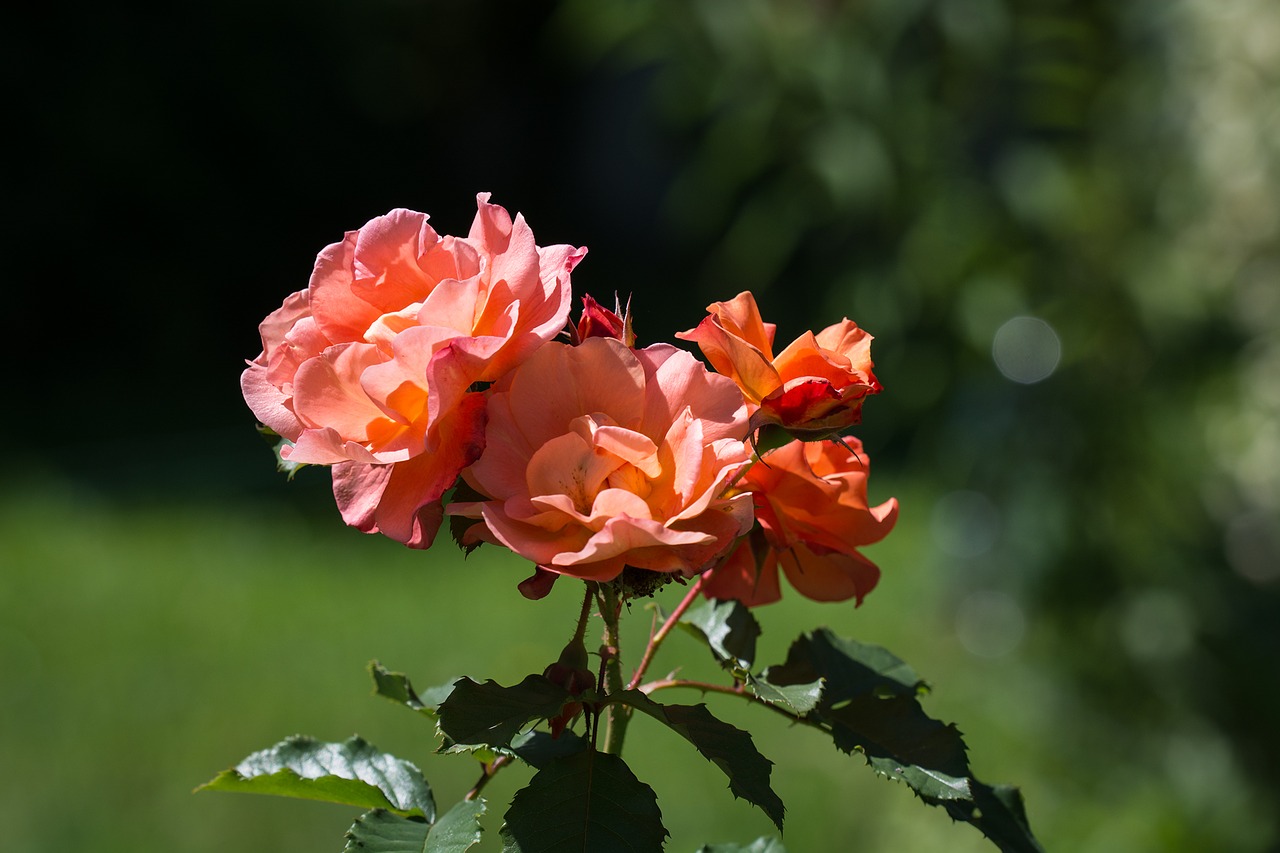 Image - rose salmon garden blossom bloom