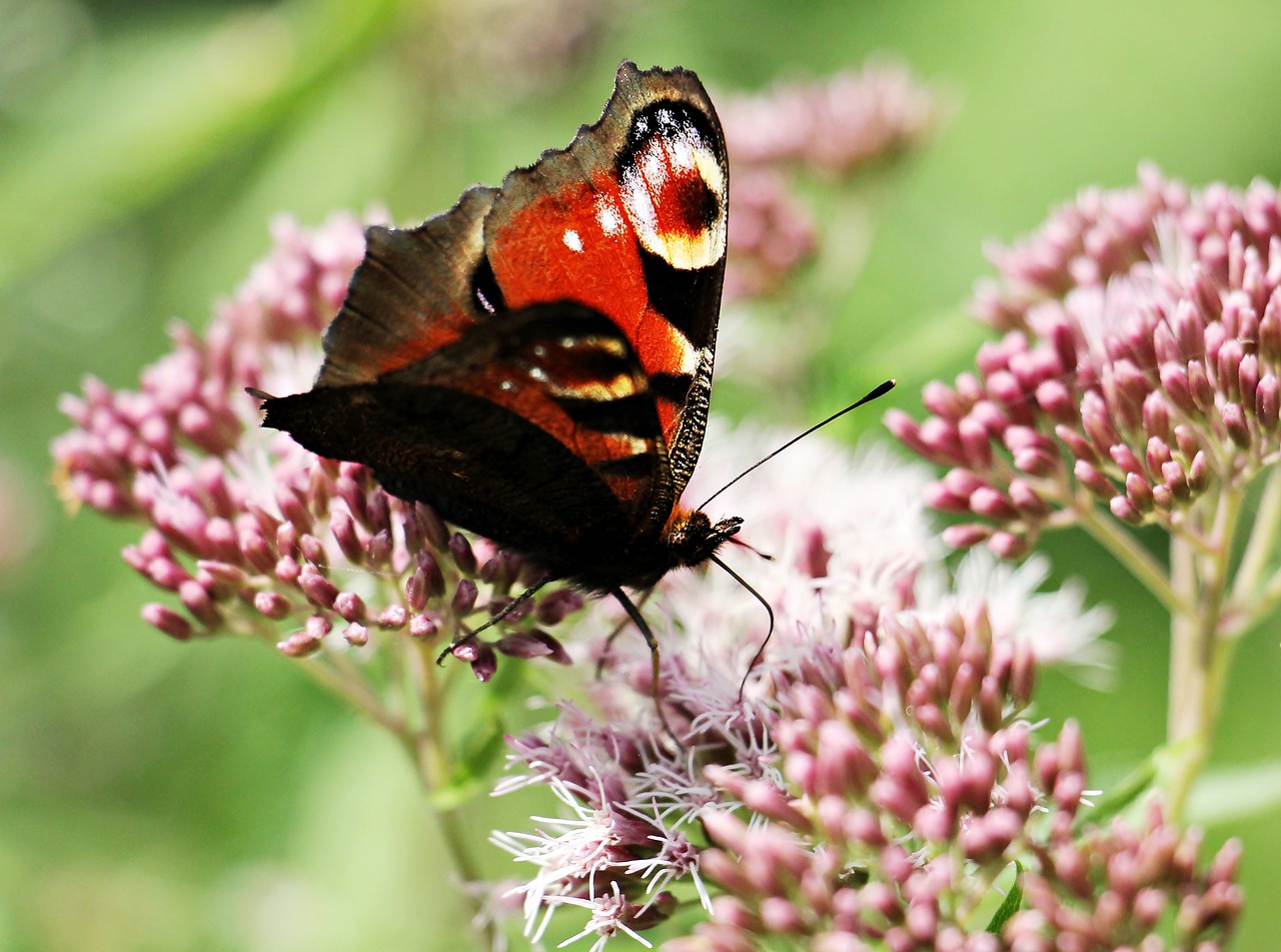 Image - peacock butterfly butterfly insect