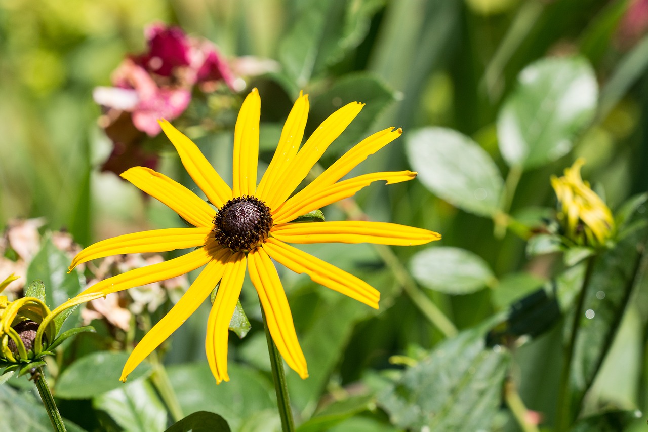 Image - flower sun hat yellow yellow flower