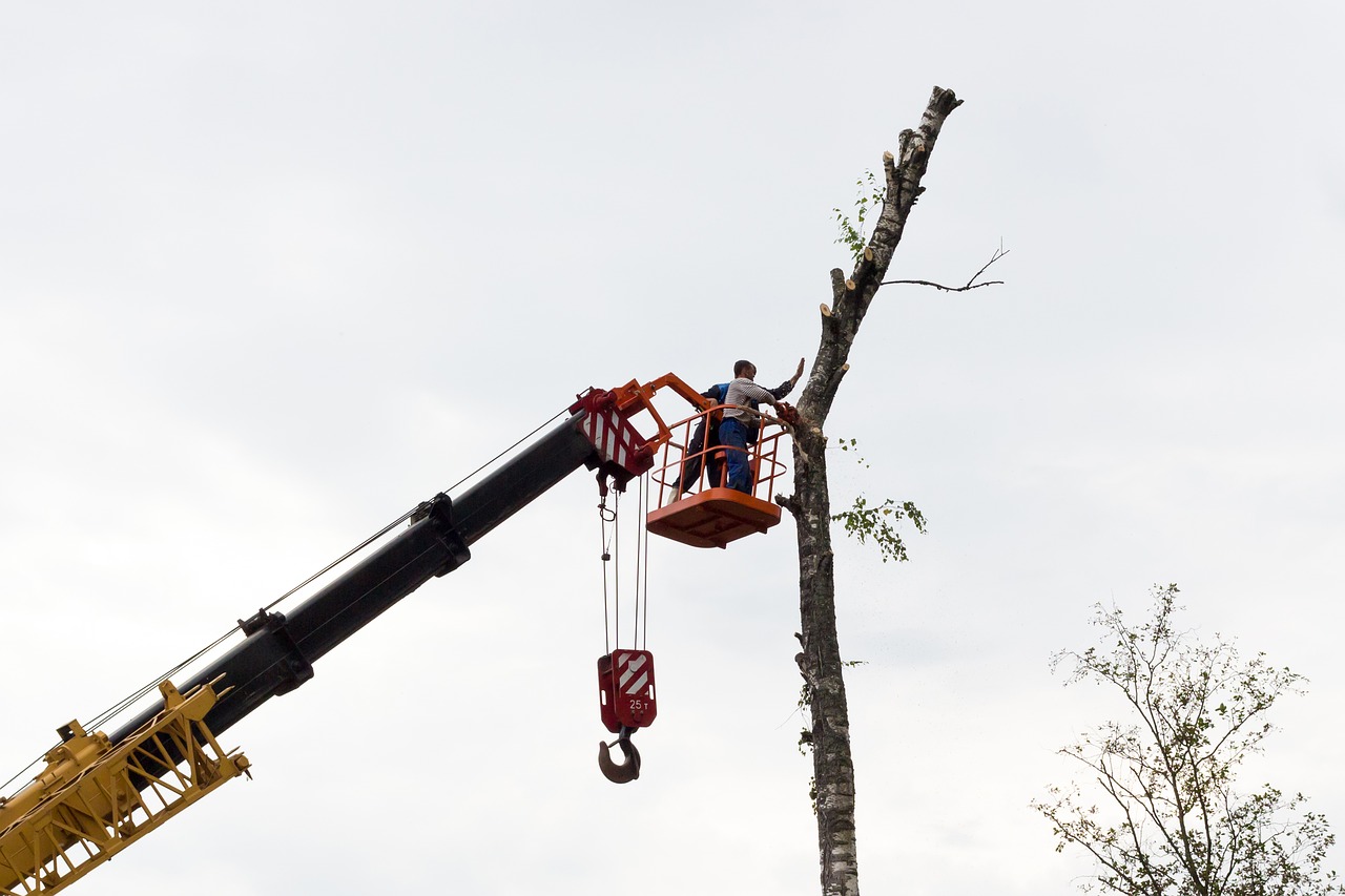 Image - sawing tree birch chainsaw on high