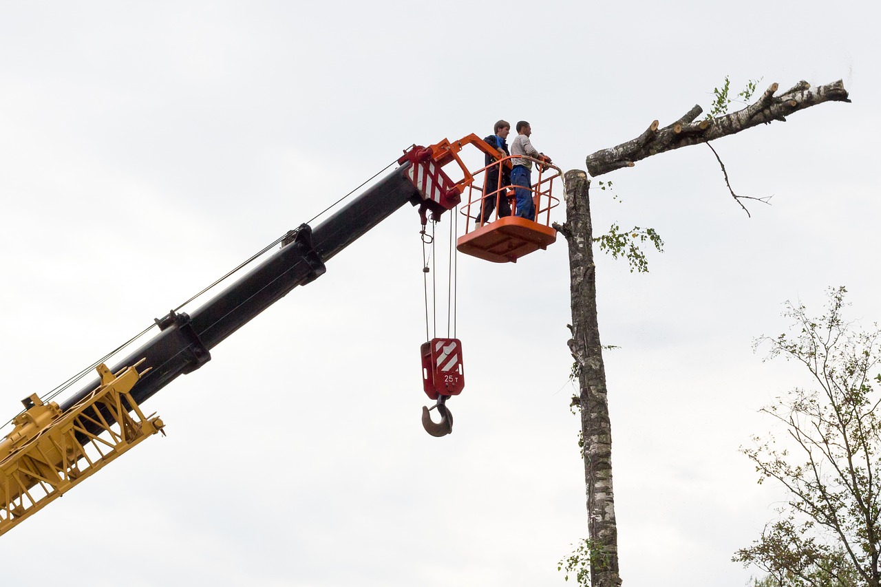 Image - sawing tree birch chainsaw on high