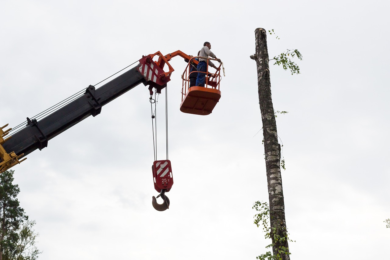 Image - sawing tree birch chainsaw on high