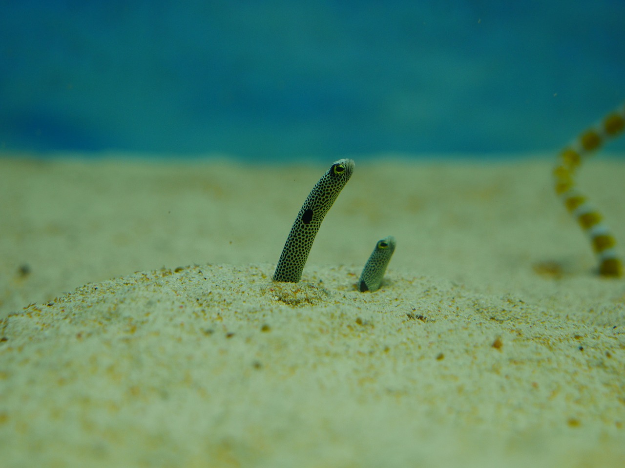 Image - chin anago eel seabed sea