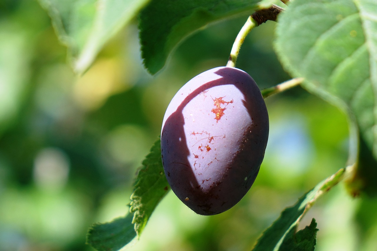 Image - plum summer fruit green
