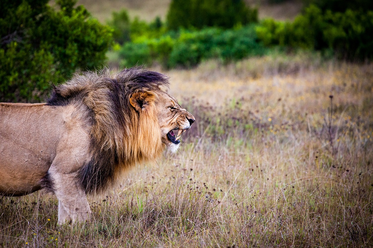 Image - lion predator big cat cat wild