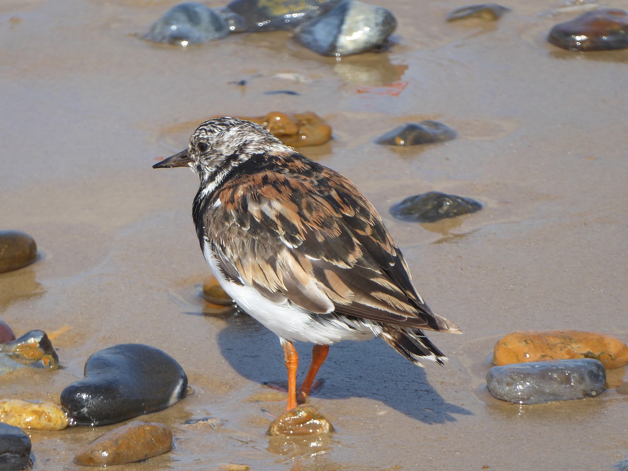 Image - turnstone bird animal wildlife