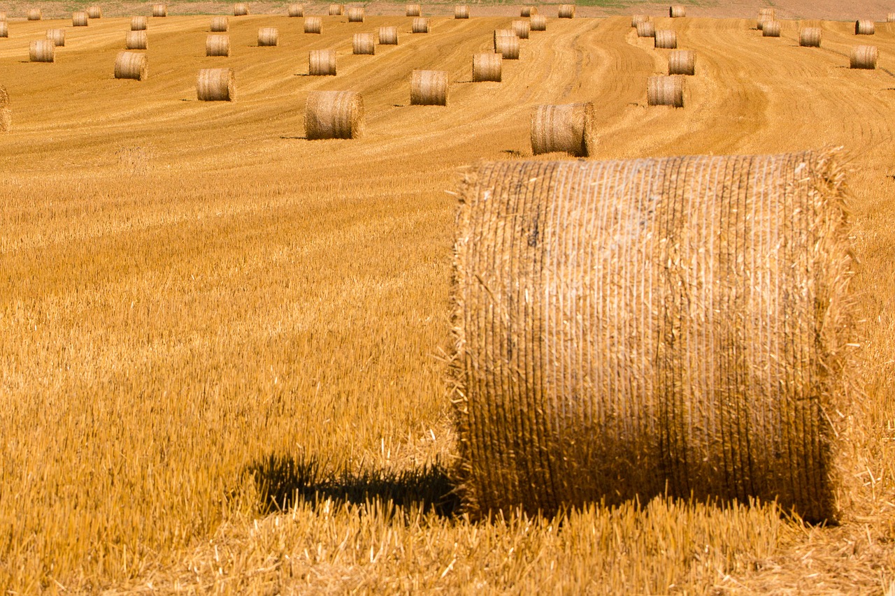 Image - summer straw straw bales harvested