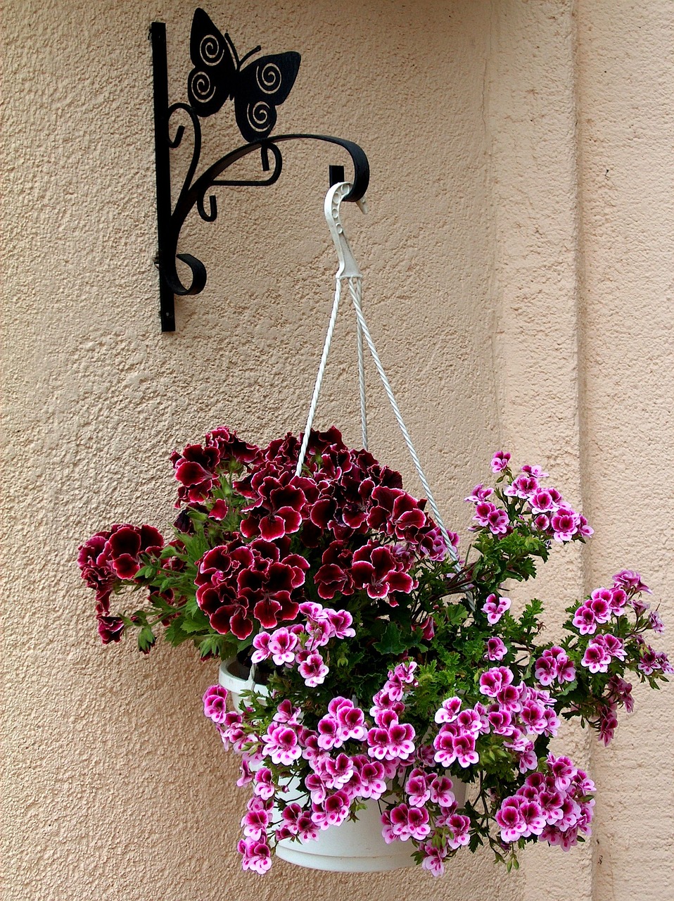 Image - nature plant purple pink flower