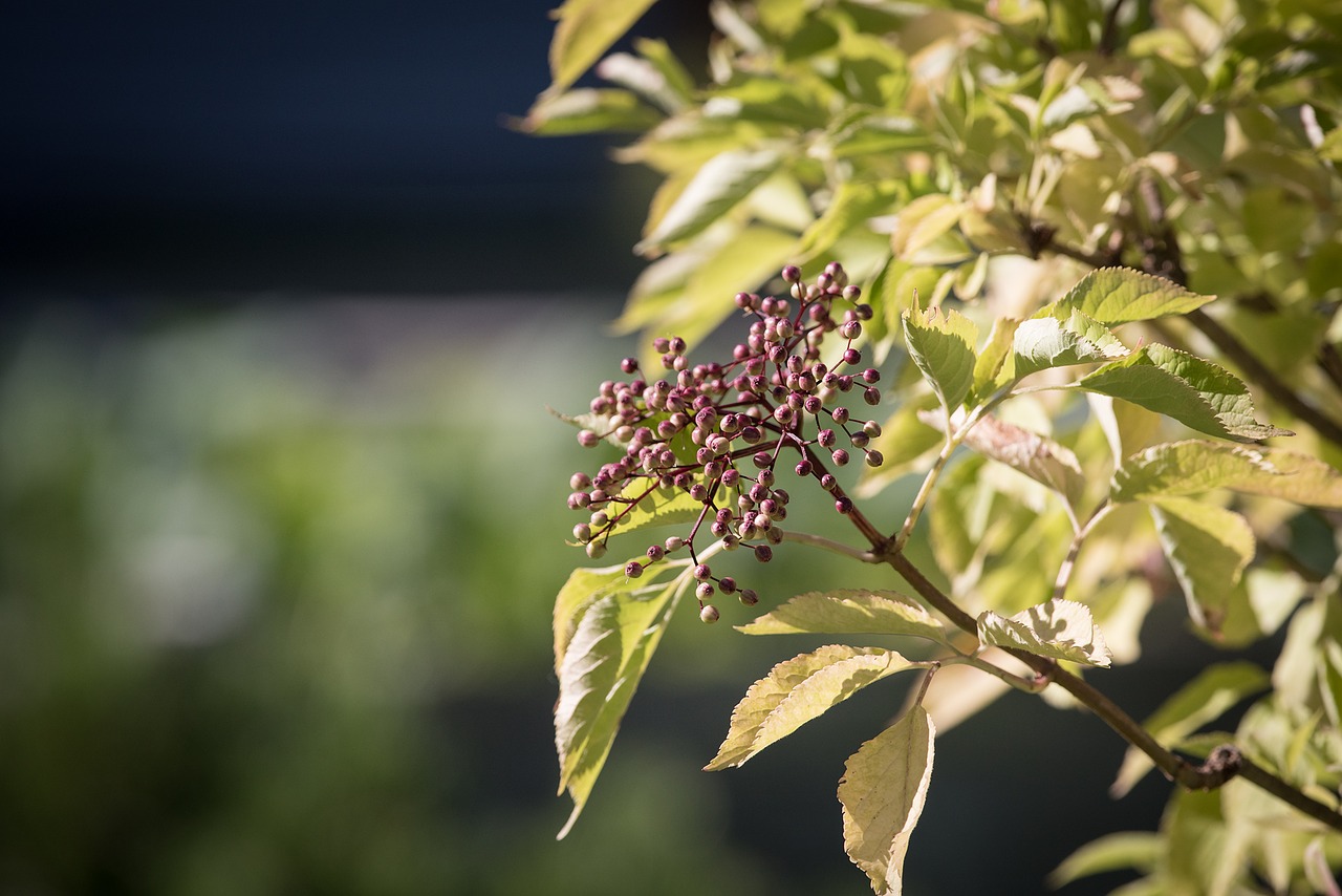 Image - elder holler holder bush berries