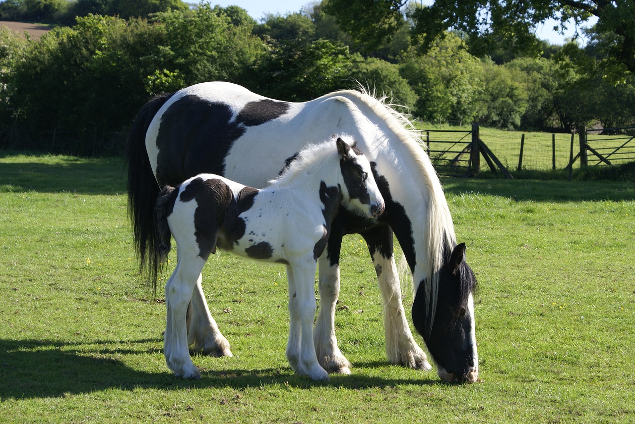 Image - mare and foal foal piebald mare