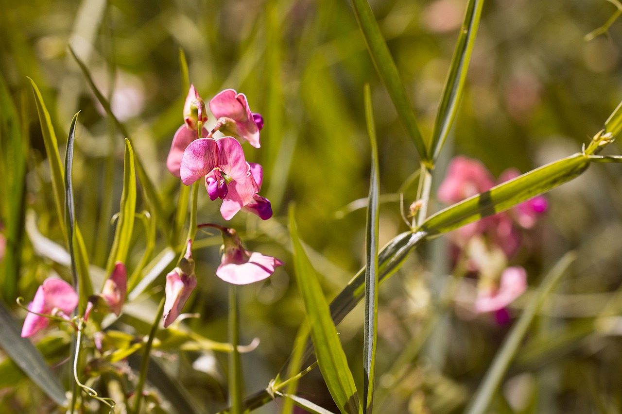 Image - tuberous lathyrus lathyrus tuberosus