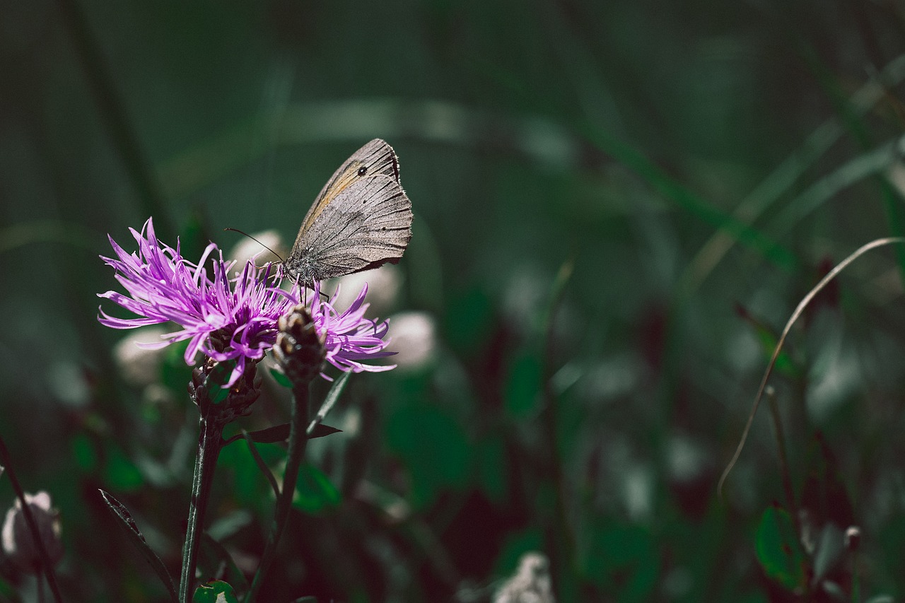 Image - wigs knapweed butterfly meadow brown