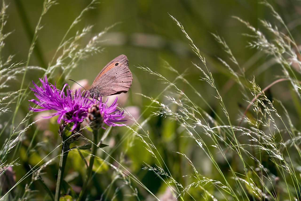 Image - wigs knapweed butterfly meadow brown