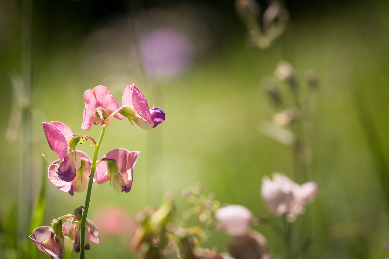 Image - tuberous lathyrus lathyrus tuberosus