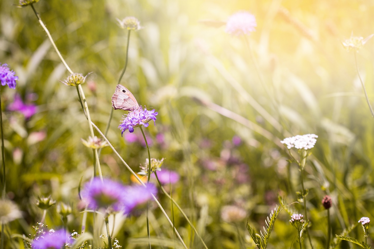 Image - summer meadow natural lawn meadow
