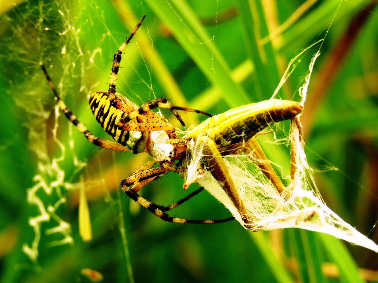 Image - spider tiger spider wasp spider