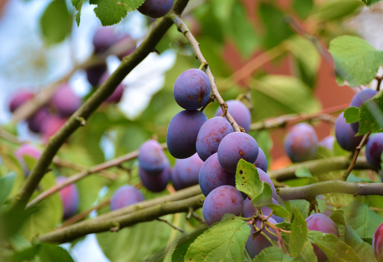 Image - plums plum tree fruit tree fruit