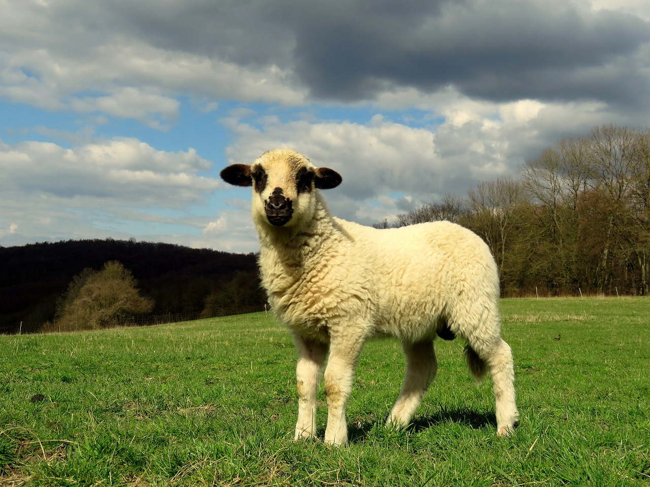 Image - sheep lamb meadow pasture lambs