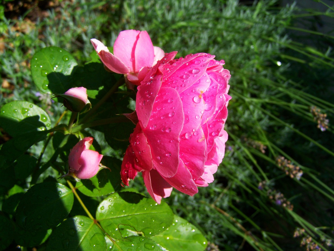 Image - rose esőcseppes pink garden