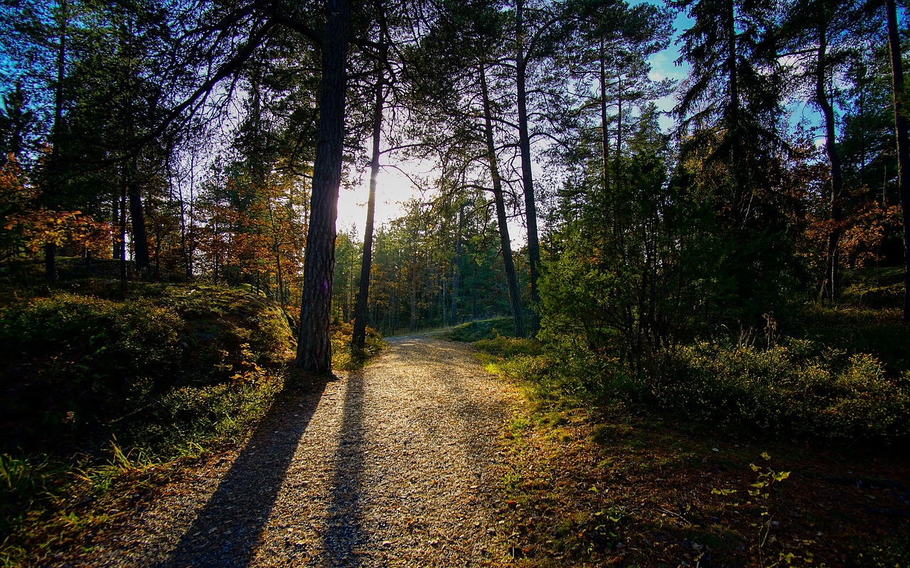 Image - scenic autumn trees landscape