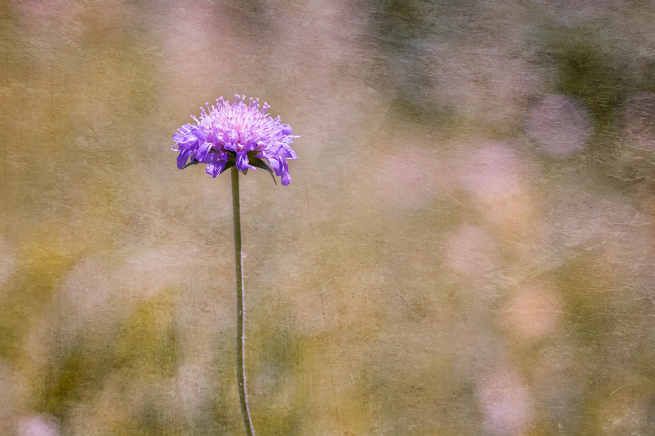 Image - deaf skabiose scabiosa columbaria