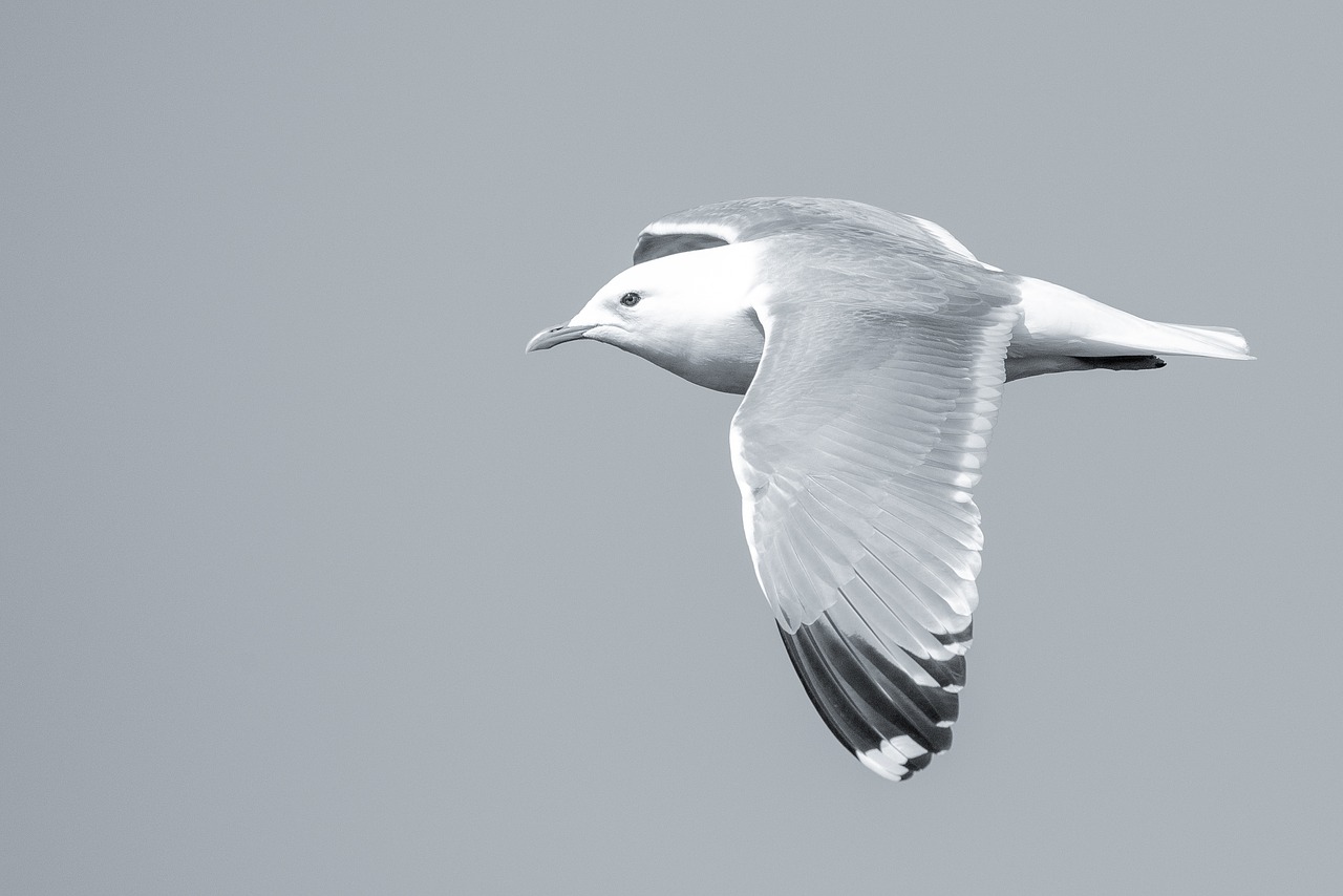 Image - bird seagull fly summer feather