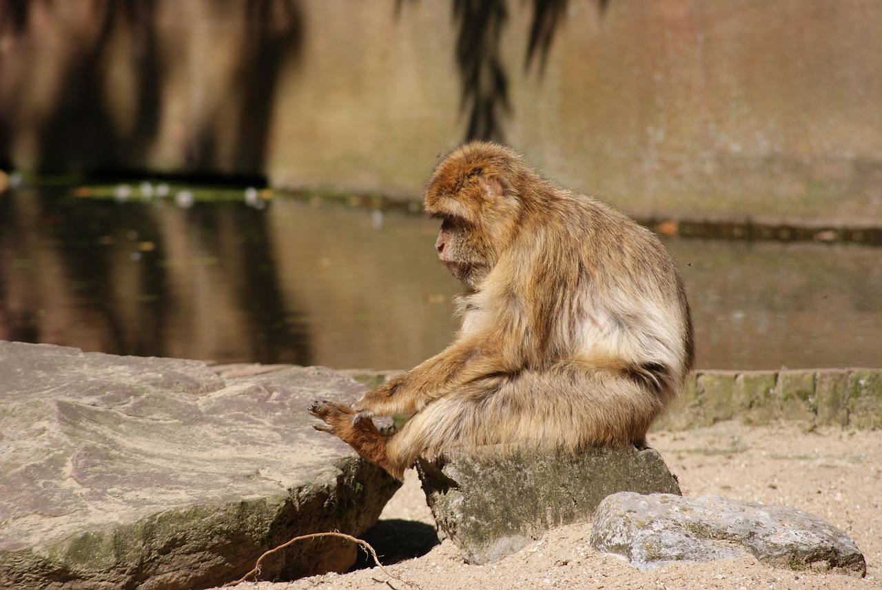 Image - barbary macaque monkey apes animals