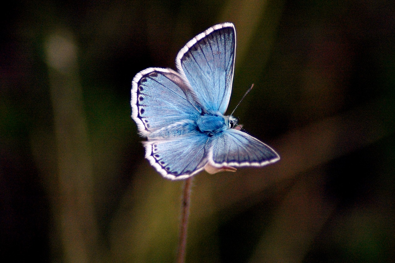 Image - butterfly blue animal