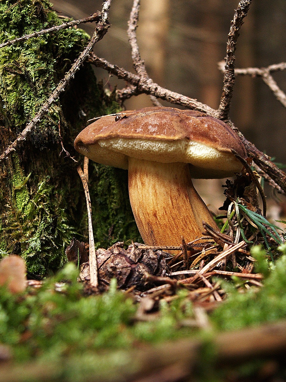 Image - fungus boletus bun edible