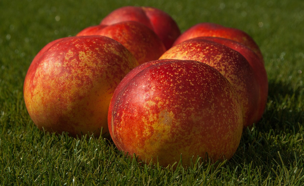 Image - fruit fishing peach apricot garden