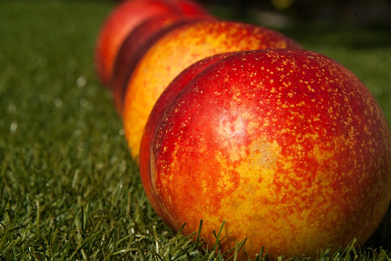 Image - fruit fishing peach apricot garden