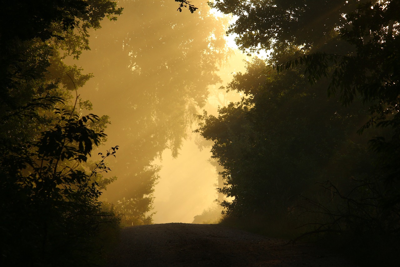 Image - away fog trees forest mood autumn