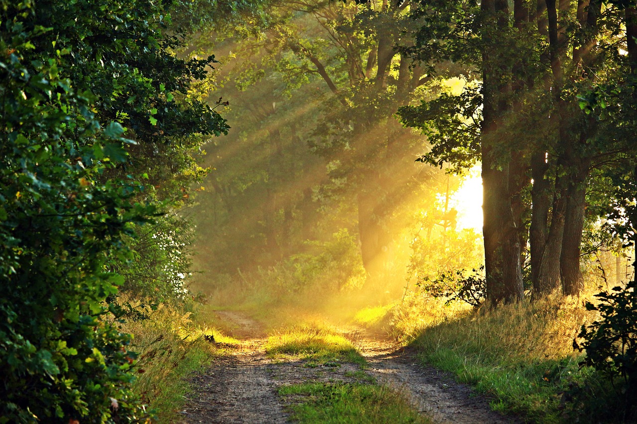Image - away fog trees forest mood autumn
