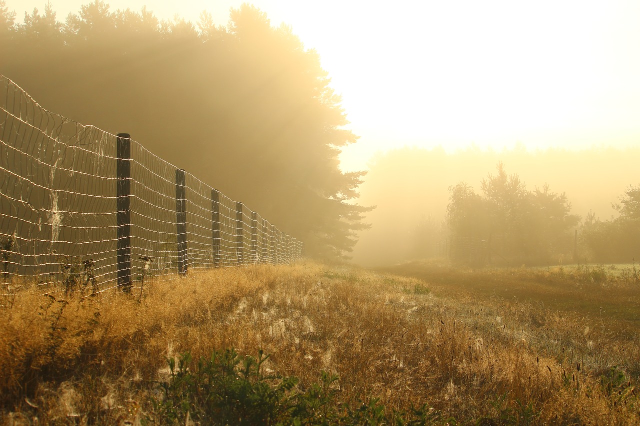 Image - away fog fence trees forest mood